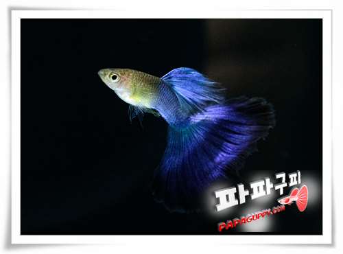 aquamblue014 아쿠아마린블루테일 고정구피 분양